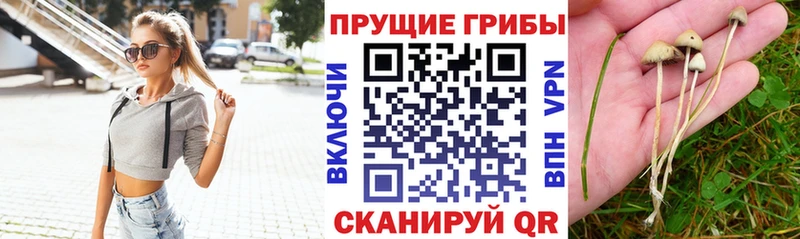 наркошоп  KRAKEN tor  маркетплейс официальный сайт  Мариинск  Галлюциногенные грибы Magic Shrooms 